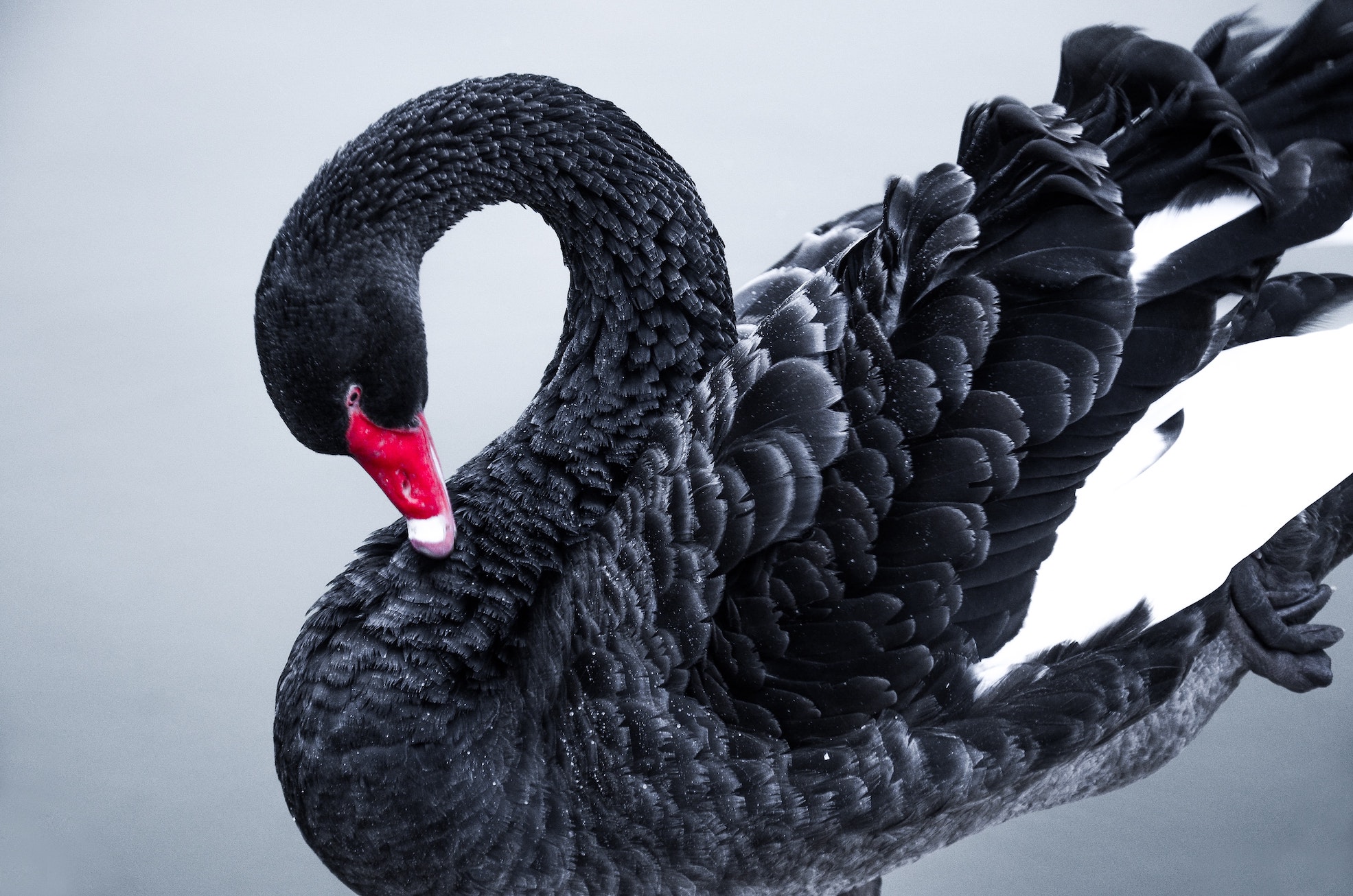 Everyone thought there were no black swans until someone caught them sunbathing in Australia.